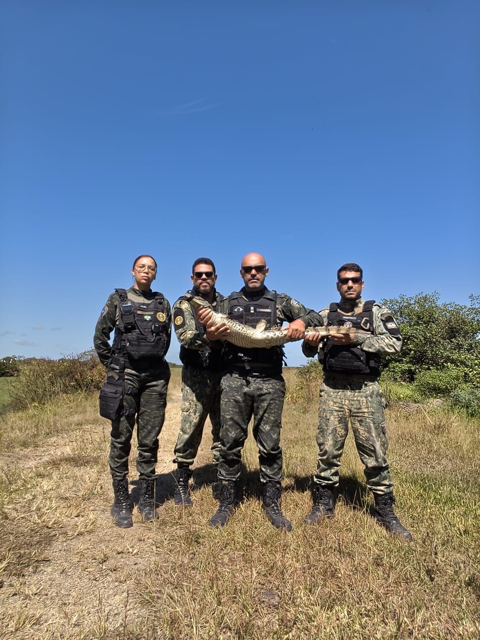 Jacaré é resgatado em Tamoios e devolvido à natureza pela Guarda Civil Municipal