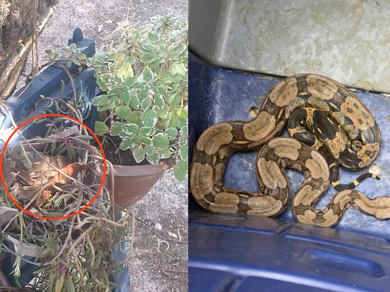 Guarda Marítima e Ambiental resgata jararaca e jiboia em Cabo Frio, nesse domingo (17)