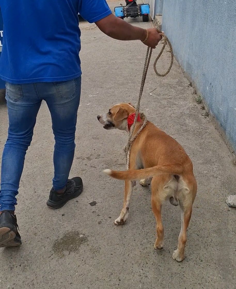 Prefeitura de Cabo Frio resgata cão em situação de maus-tratos no bairro Jacaré