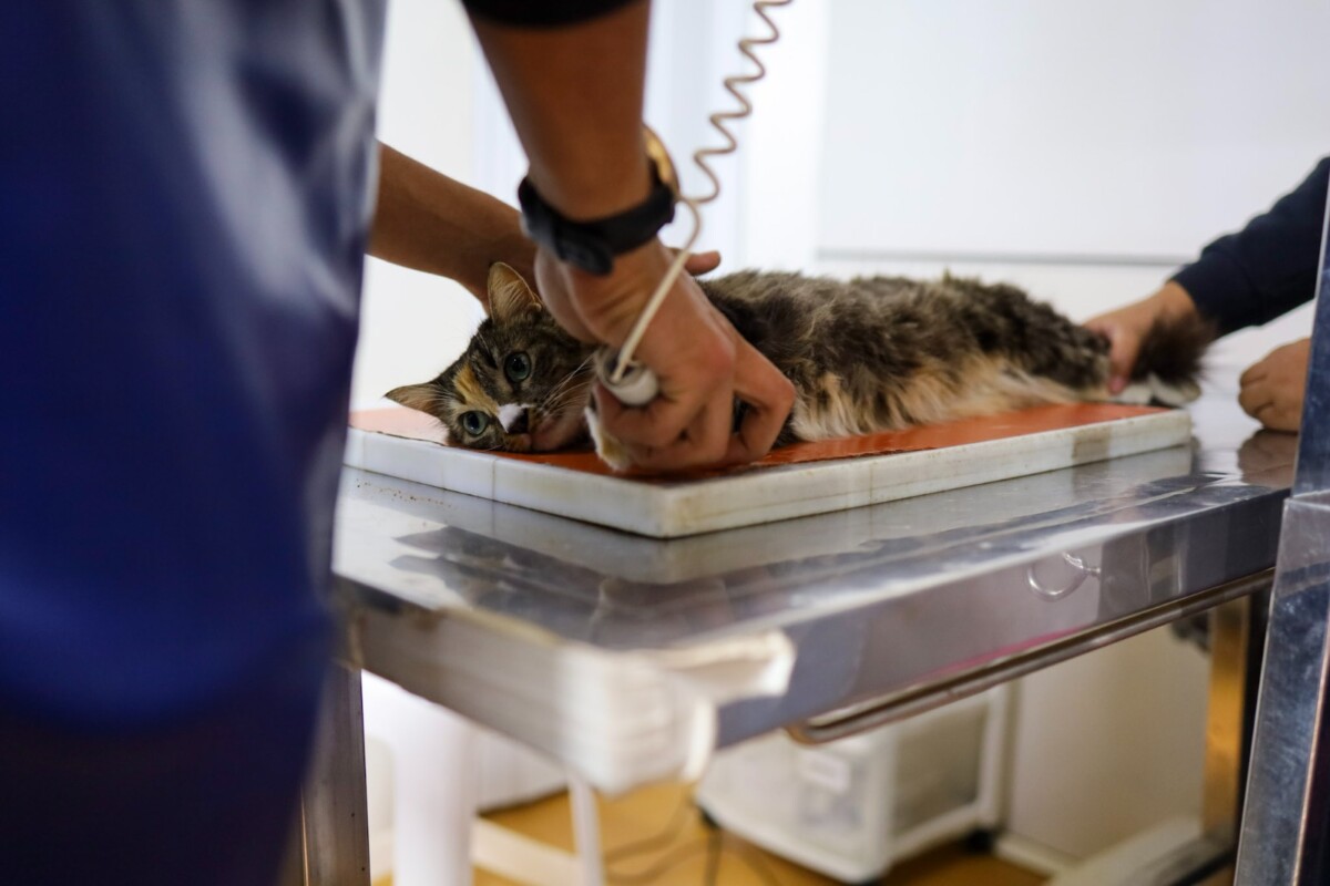 Canil Municipal de Cabo Frio ultrapassa marca de 10 mil castrações e amplia ações de proteção animal