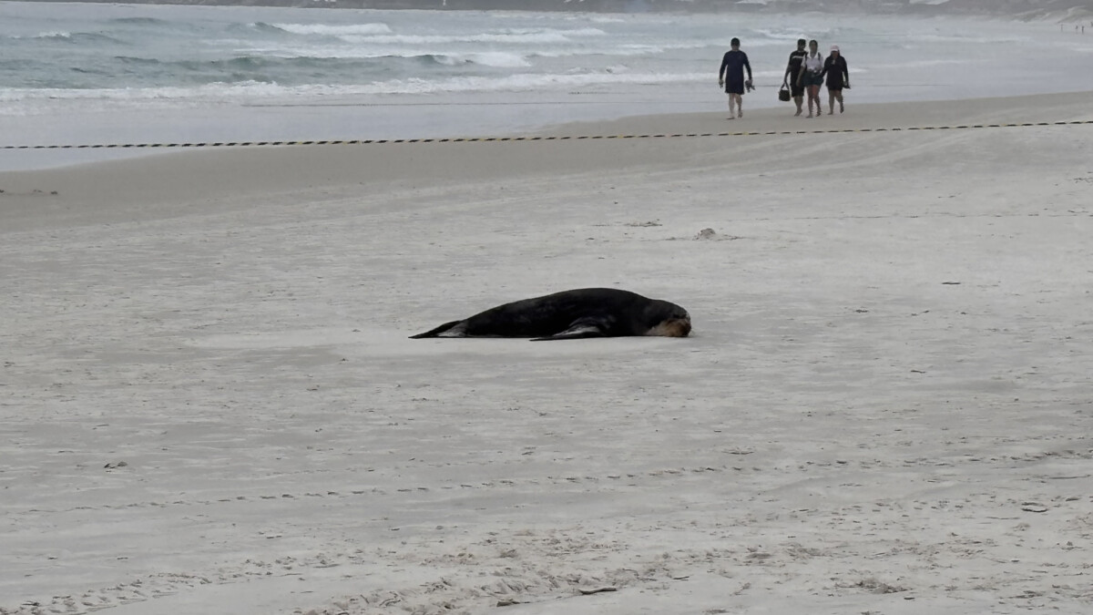 Lobo-marinho é encontrado na Praia das Dunas, em Cabo Frio