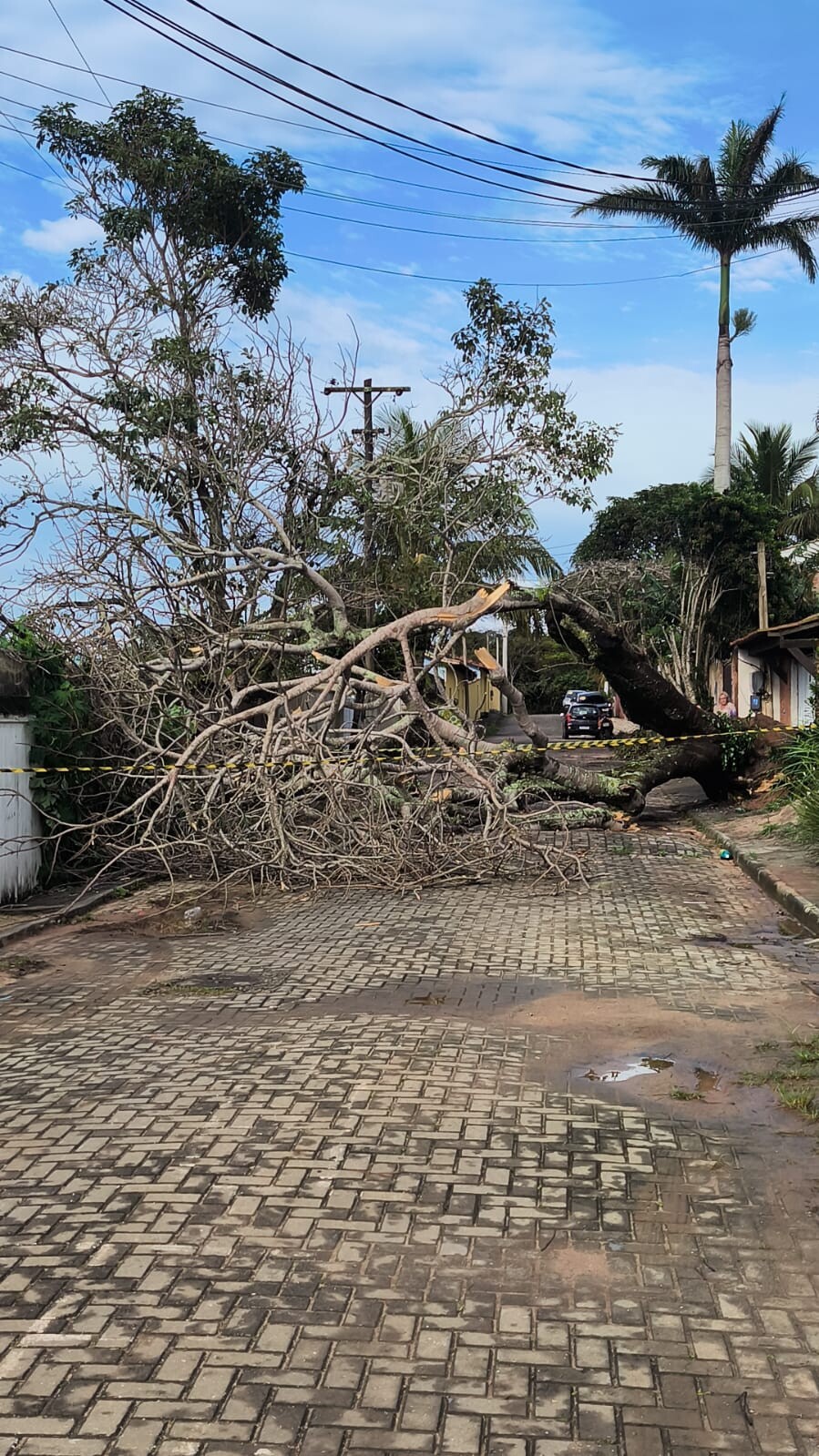 Defesa Civil de Búzios é acionada após queda de árvore sobre rede elétrica em José Gonçalves