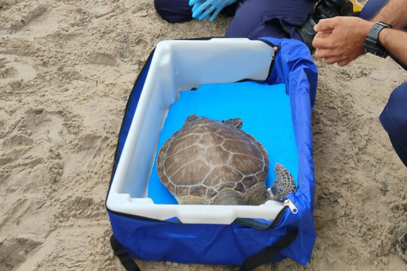 Macaé terá soltura de tartaruga-verde nesta terça às 8h30