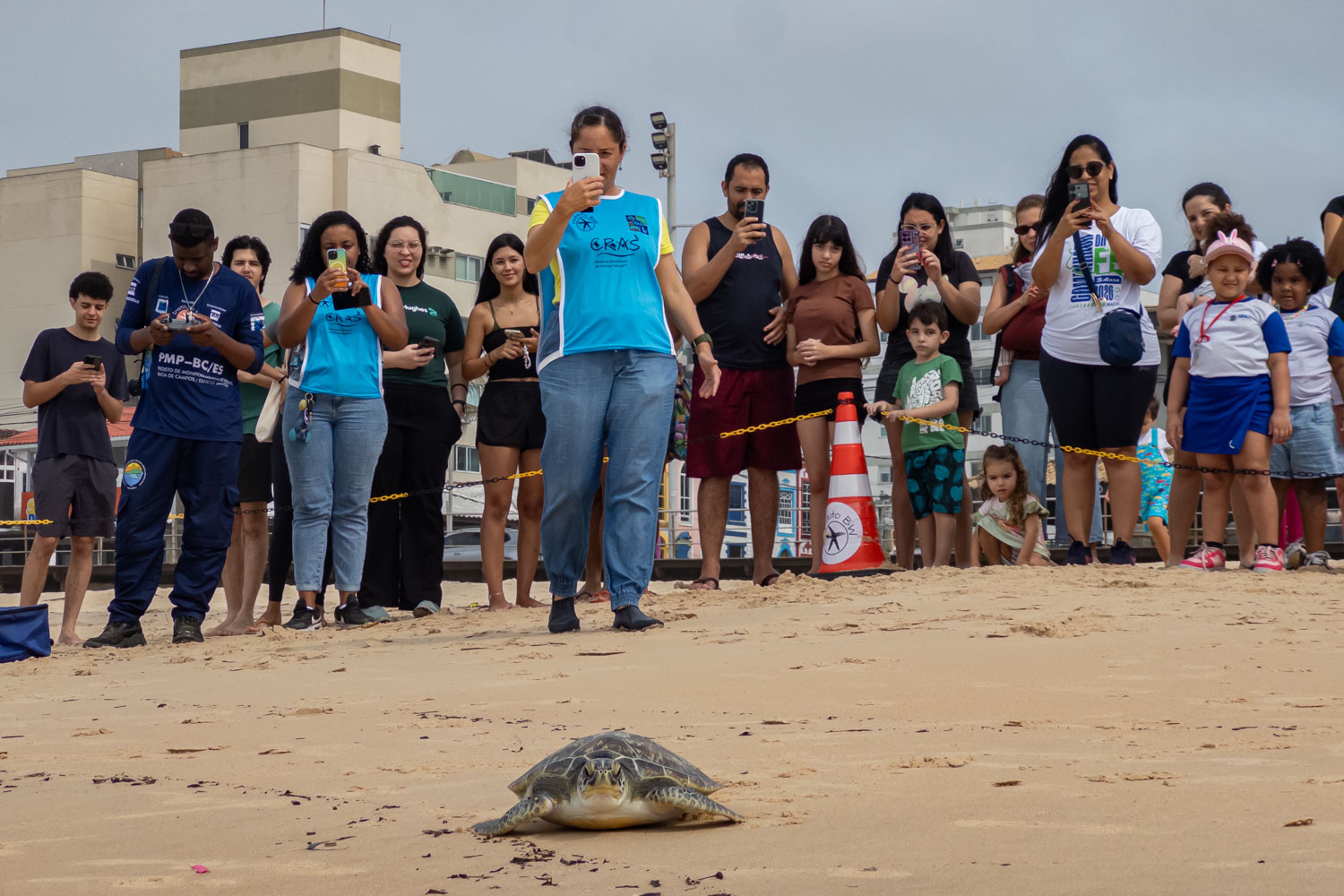 Tartaruga-verde é devolvida ao mar na Praia dos Cavaleiros após dois meses de reabilitação