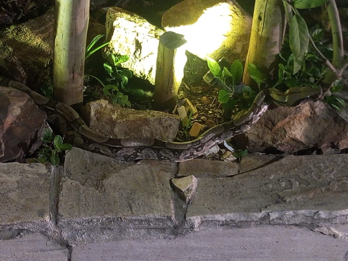 Jiboia é resgatada pela Guarda Civil na Vila do Sol, em Cabo Frio